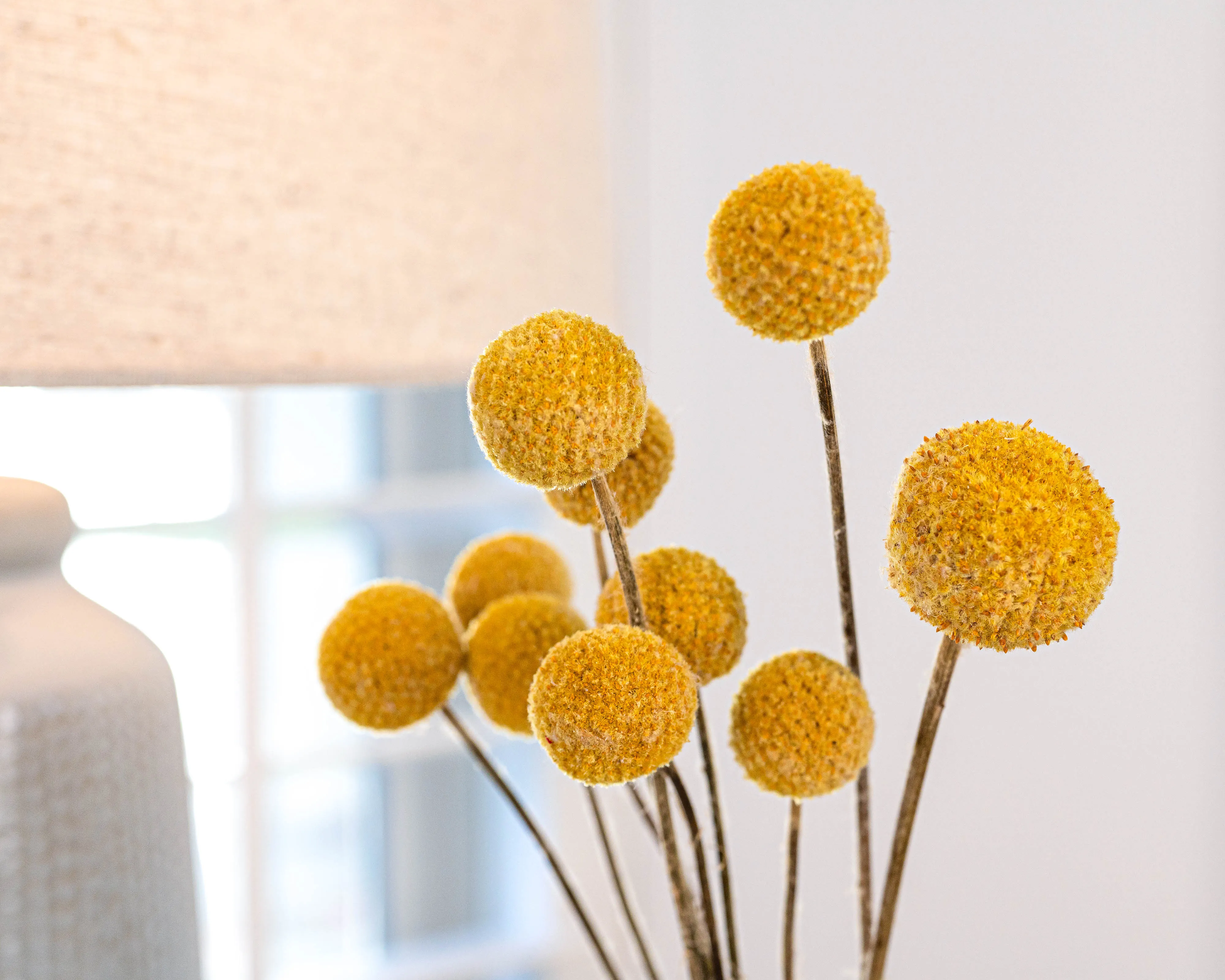 Dried Craspedia (Billy Balls) Flowers