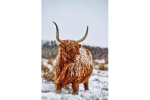 Highlander