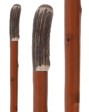 Rare Collector's Piece Listing: Comoy's Real Horn knob cane w/ natural chestnut shaft