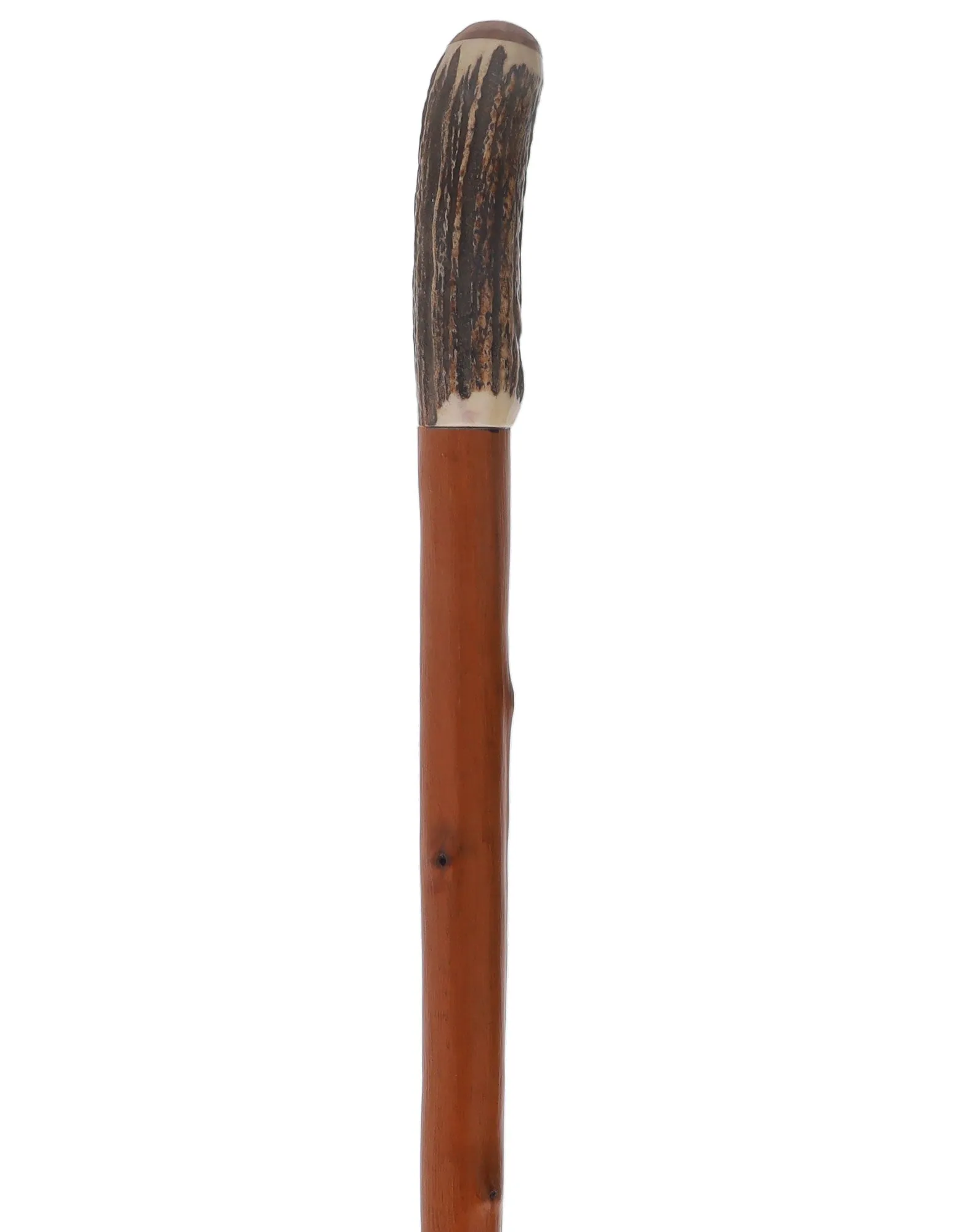 Rare Collector's Piece Listing: Comoy's Real Horn knob cane w/ natural chestnut shaft
