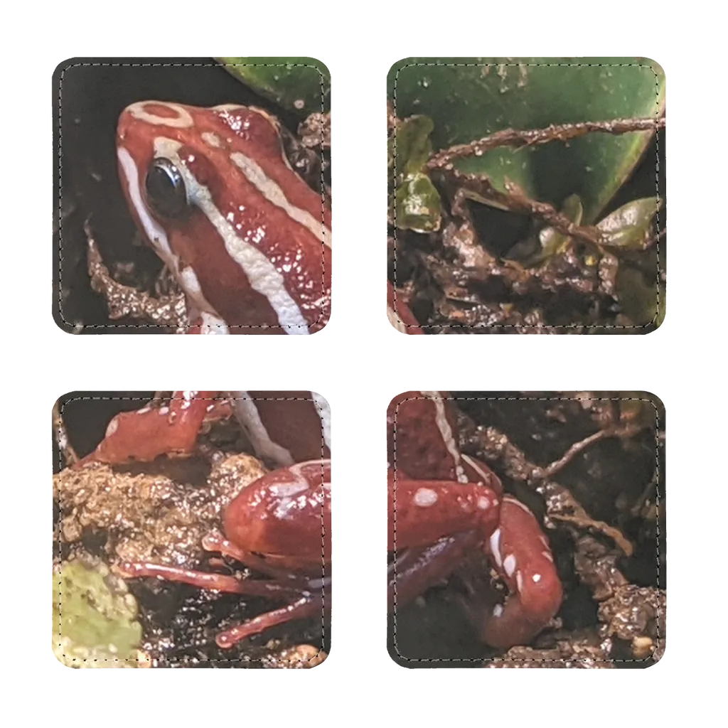 Red Frog Sublimation Coasters Pack of Four