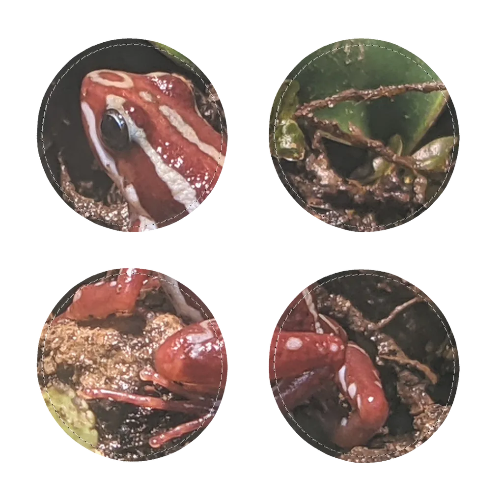 Red Frog Sublimation Coasters Pack of Four