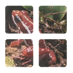 Red Frog Sublimation Coasters Pack of Four