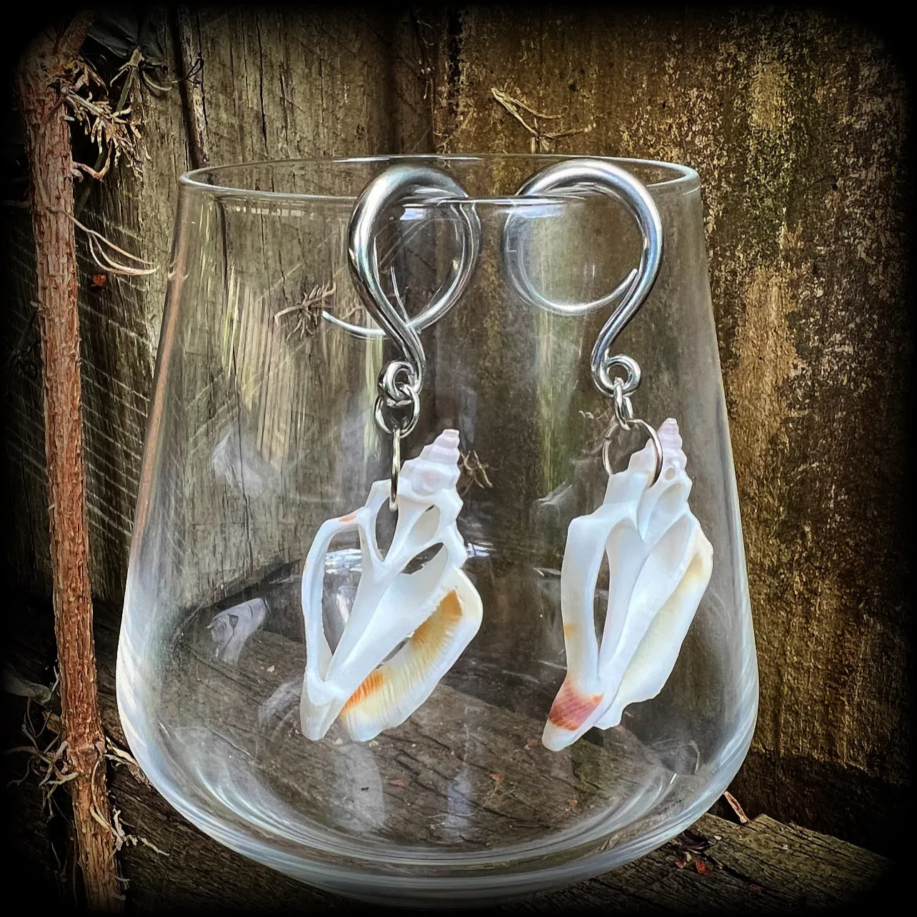 Shell slice gauged earrings-Shell ear hangers