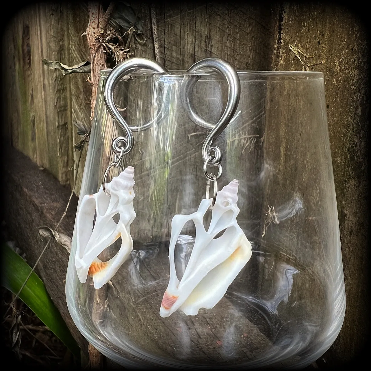 Shell slice gauged earrings-Shell ear hangers
