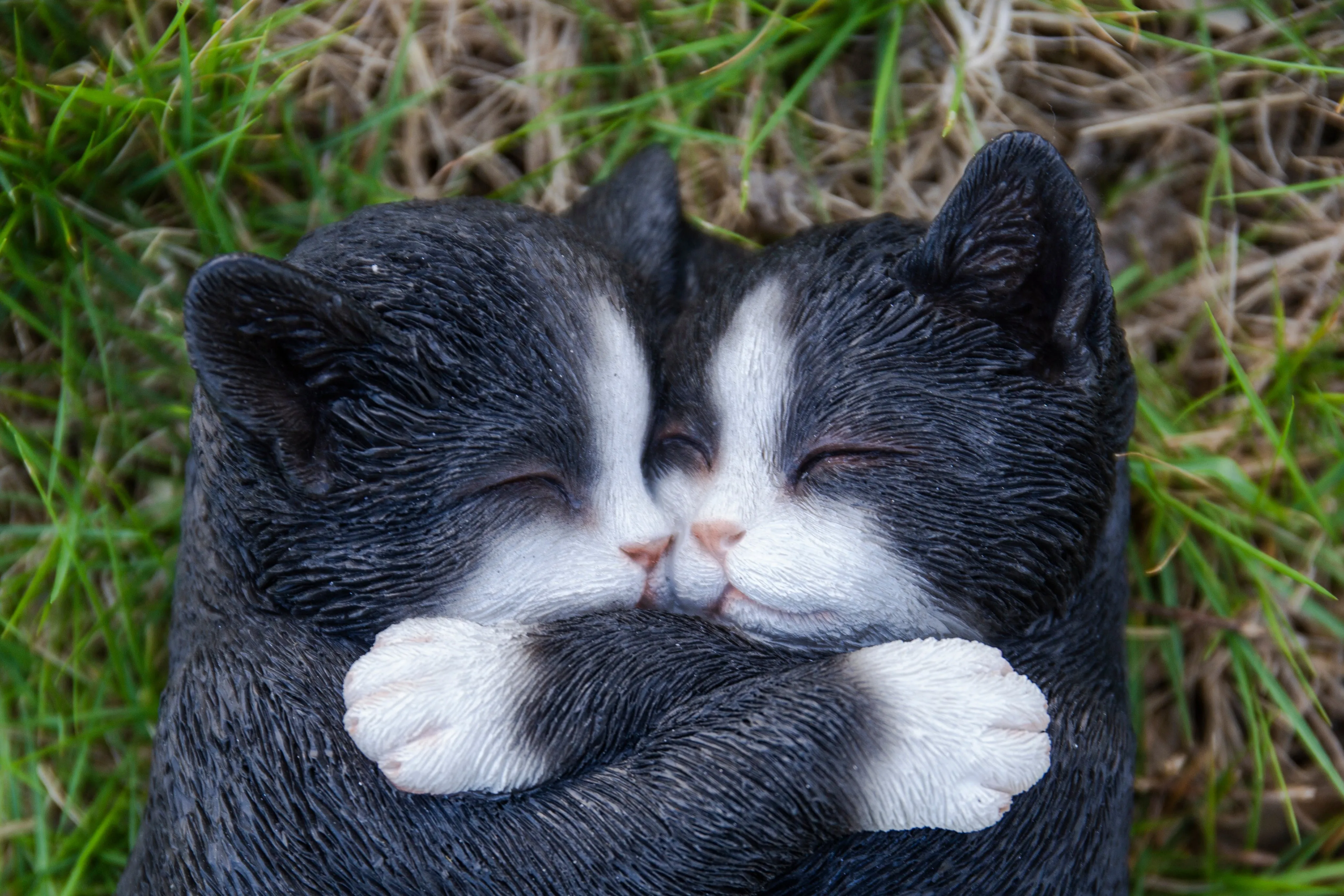 Sleeping Couple Cats - Black And White