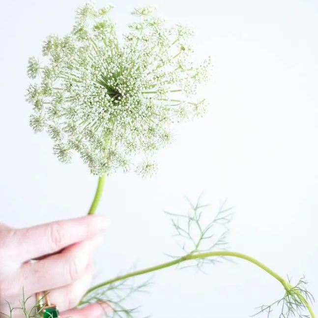 White Queen Anne's Lace Flower