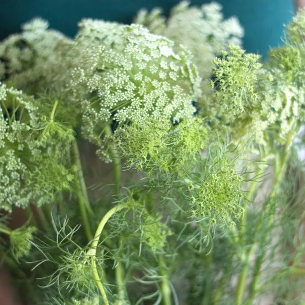 White Queen Anne's Lace Flower