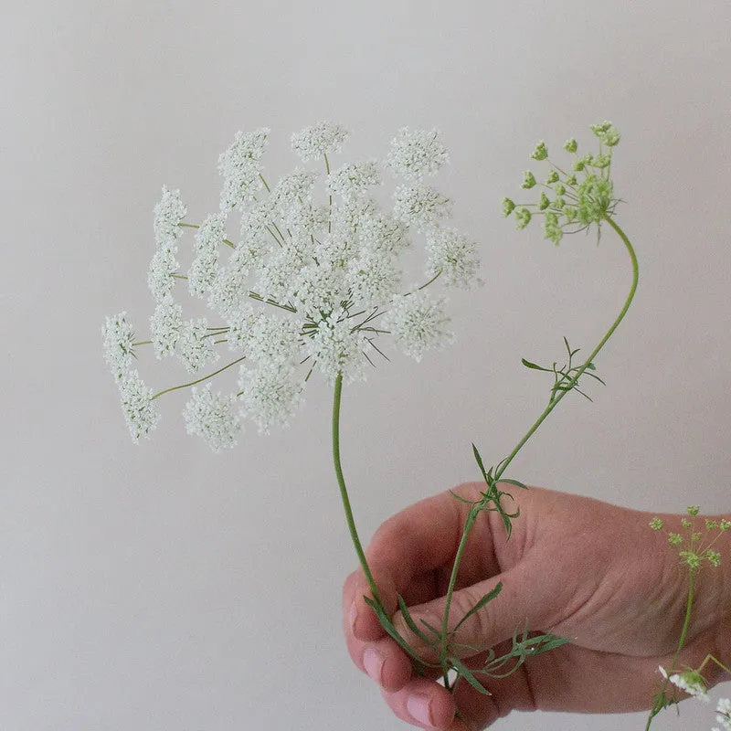White Queen Anne's Lace Flower