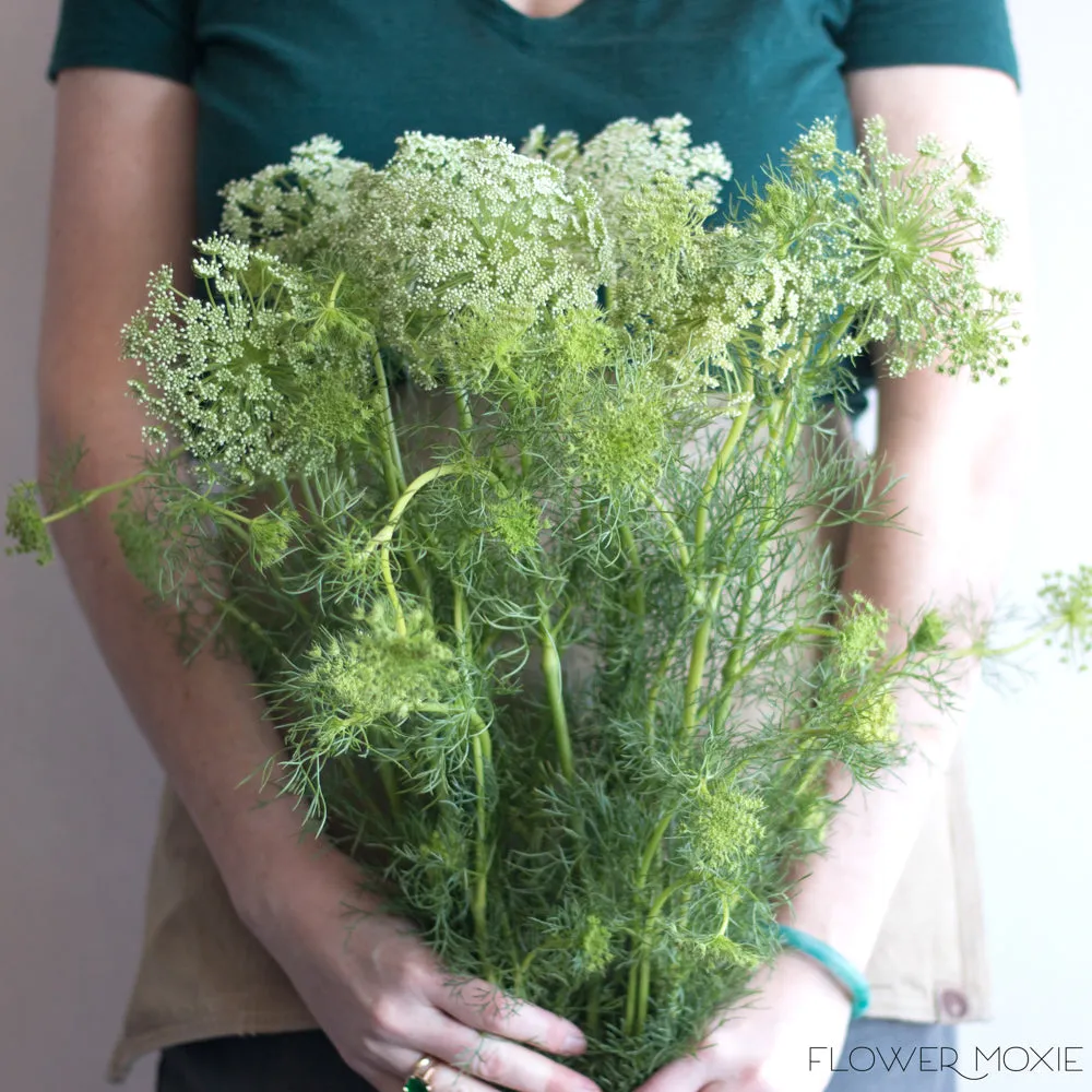 White Queen Anne's Lace Flower