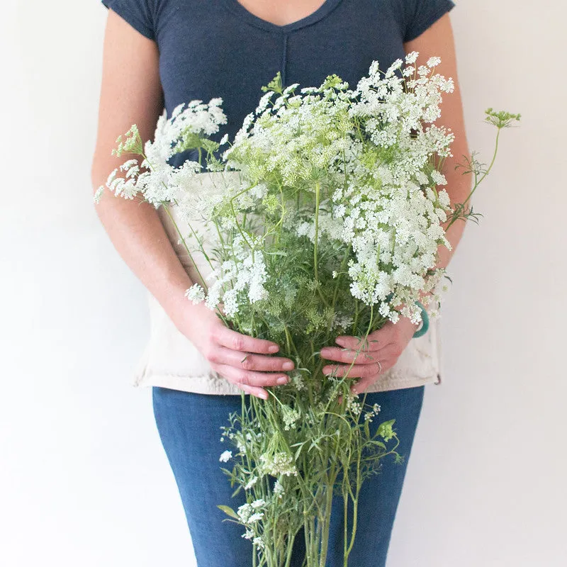 White Queen Anne's Lace Flower